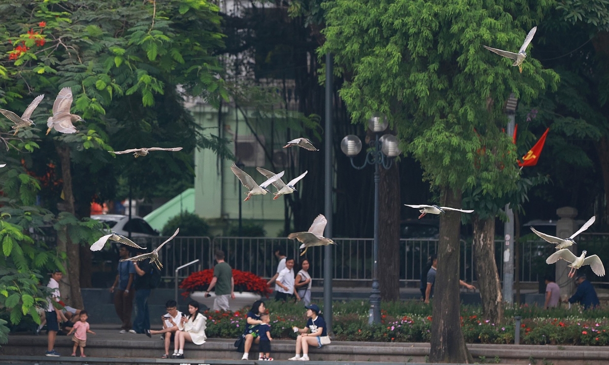 Đàn cò, vạc về làm tổ ở hồ Gươm