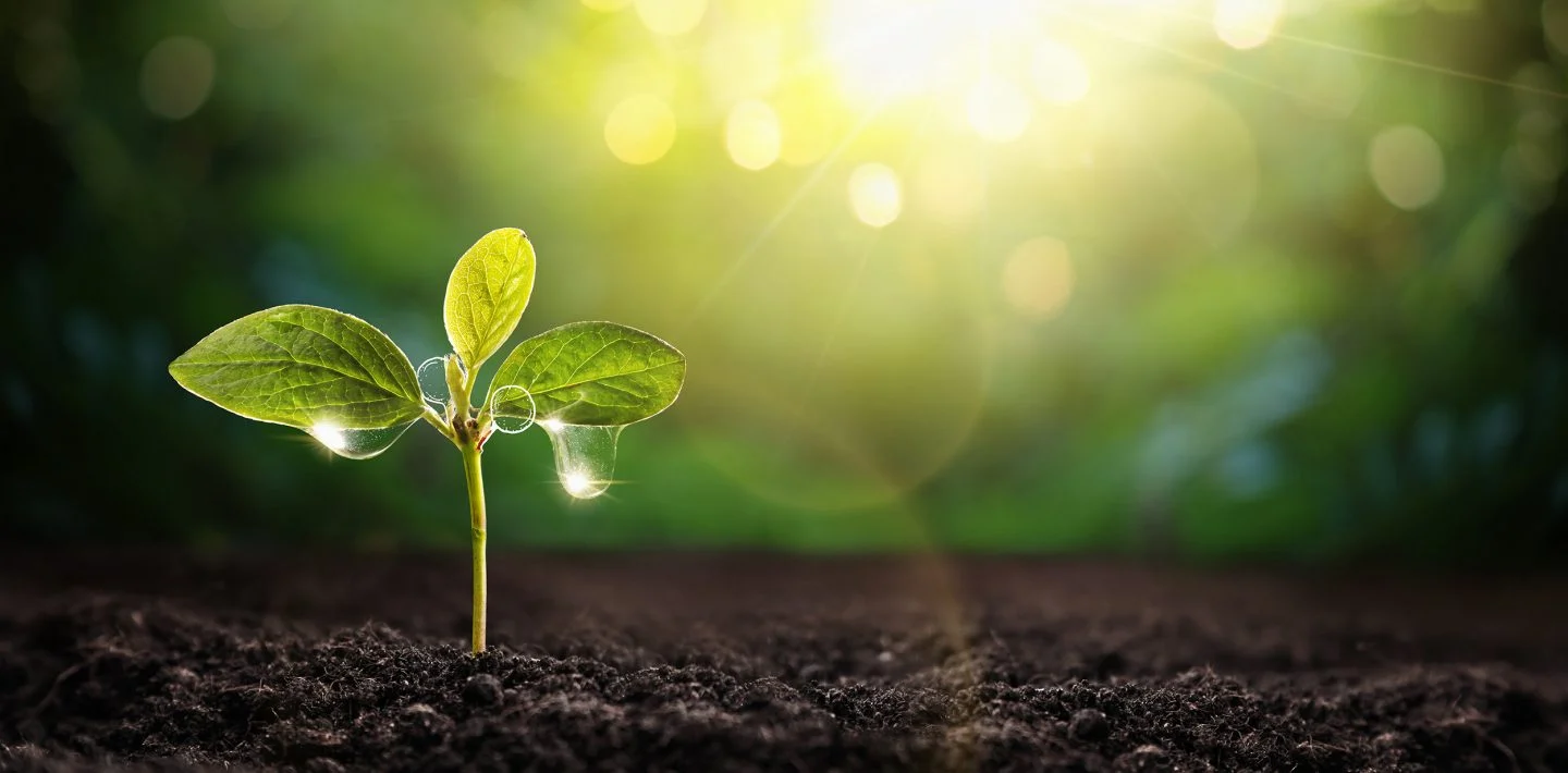 Plants-for-Plants-header-young-plant-fruit-growing-1440x710.webp